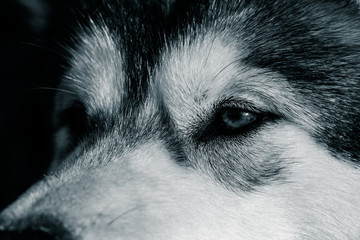Portrait of a young Alaskan malamute, the color of a wolf