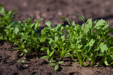Arugula plant growing in organic vegetable garden.