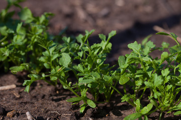Arugula plant growing in organic vegetable garden.