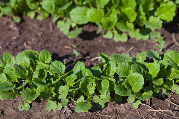 Radish plant in sandy soil, close up. Red radish growing in the garden bed. Gardening banner background with Red Radish