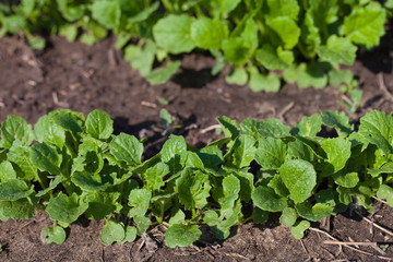Radish plant in sandy soil, close up. Red radish growing in the garden bed. Gardening banner background with Red Radish