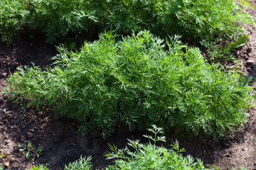 Obraz premium Dill. Herb leaf background, Organic vegetables healthy vegetable, agricultural