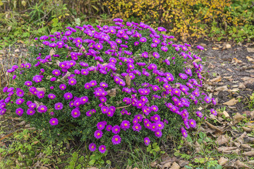 Beautiful bunch of purple Michaelmas daisies flowers blooming in autumn garden