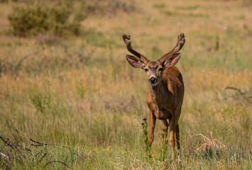 Naklejka na ściany i meble A Nice Mule Deer Buck with Velvet Antlers