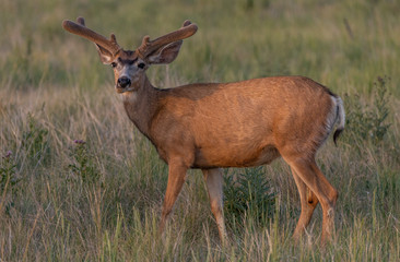 A Nice Mule Deer Buck with Velvet Antlers