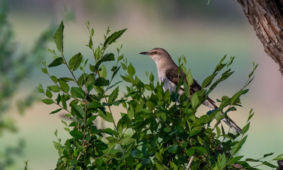 Northern Mockingbird on a Summer Morning