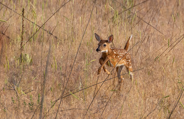 A Beautiful Newborn White-tailed Deer Fawn Exploring Its New World