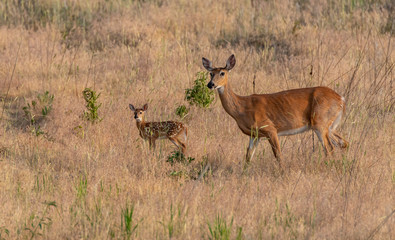 A Mother White-tailed Deer Dow and Fawn Alert in a Field