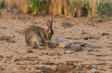A Cottontail Rabbit Cleaning Itself
