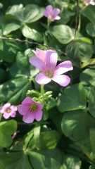 Obraz premium Four Leaved Clover flower