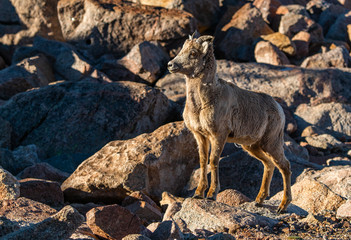 Naklejka na ściany i meble A Young Bighorn Sheep in the Rocky Mountains of Colorado