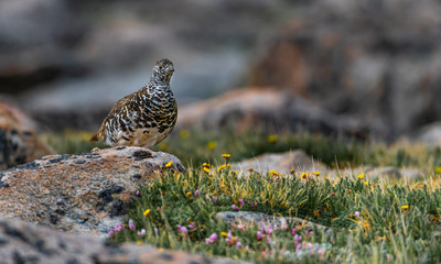 A White-tailed Ptarmigan in Spring Plumage in an Alpine Mountain Meadow