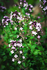 purple flowers of thyme