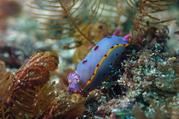Blue Nudibranch with pink dots and yellow fringe -Hypselodoris Bennetti