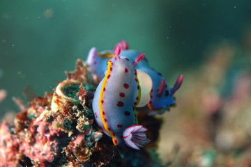 Blue Nudibranch with purple dots and yellow fringe-Hypselodoris Bennetti Mating, intersex...