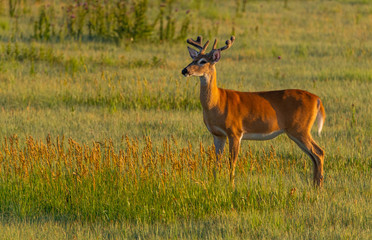 A Beautiful White-tailed Deer Buck in Perfect Morning Light