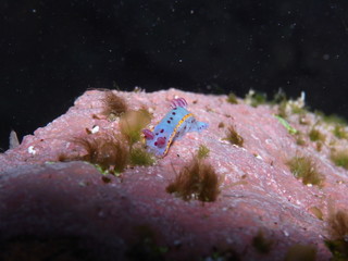 Fototapeta premium Nudibranch-Hypselodoris Bennetti