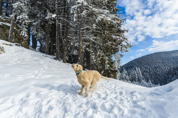 Cute dog playing in the snow