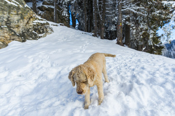 Cute dog playing in the snow