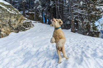 Cute dog playing in the snow