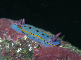 Blue Nudibranch with pink dots and yellow fringe -Hypselodoris Bennetti