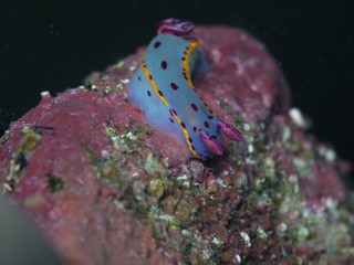 Nudibranch-Hypselodoris Bennetti