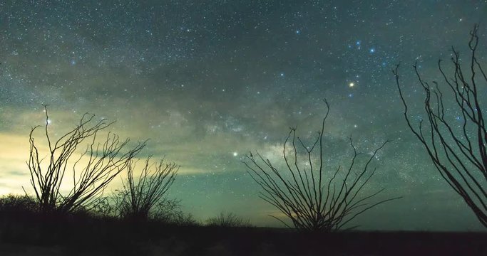 Ocotillo and Milky Way