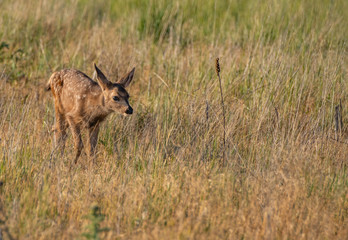 A Baby Mule Deer Fawn in a Meadow 