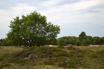 Obraz premium Oak tree in heathland in Drents-Friese Wold National Park, Drenthe, Netherlands