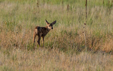 A Baby Mule Deer Fawn in a Meadow 