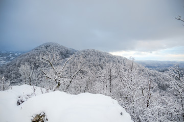 Winter snow trees