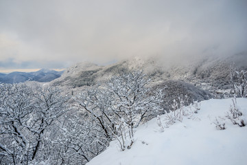 Winter snow trees