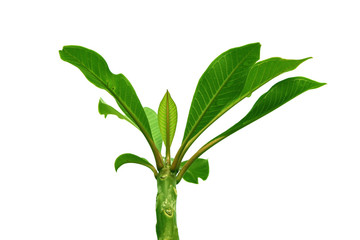 Naklejka premium Green top Wood of Plumeria tree, style and shape isolated on white background.