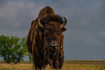 A Bison on the Plains Of Colorado