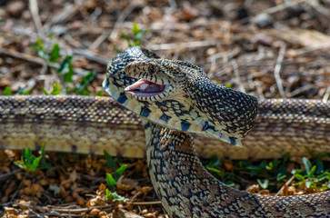 A Threatened Bull Snake in Attack/Strike Pose