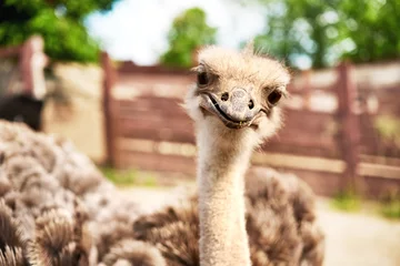 Afwasbaar Fotobehang Struisvogel ostrich on an ostrich farm