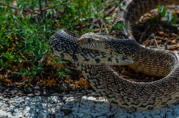 A Threatened Bull Snake in Attack/Strike Pose