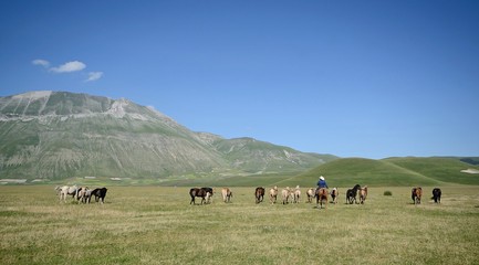 Umbria, Italy, wild horses and a cowboy in the Pian Grande of  Castelluccio di Norcia, with Monte Vettore e Sibillini Mountains in the background