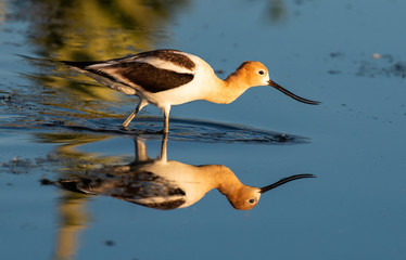 An American Avocet Searching for Food in a Shallow Lake 