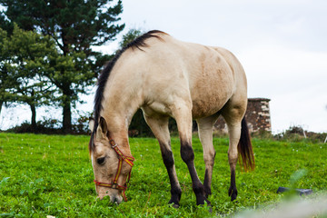 White horse grazing on a bright green field. Asturias, Spain