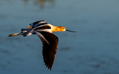 An American Avocet in Flight