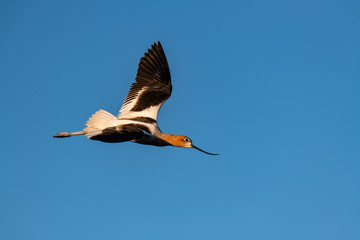 An American Avocet in Flight