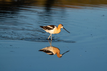 An American Avocet Foraging for Food in a Lake with Reflection