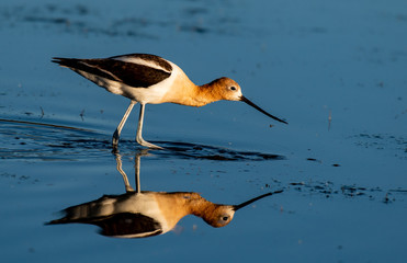 An American Avocet Foraging for Food in a Lake with Reflection