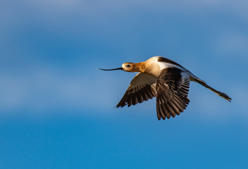 An American Avocet in Flight