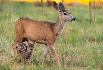 An Adorable Mule Deer Fawn and a Protective Mother