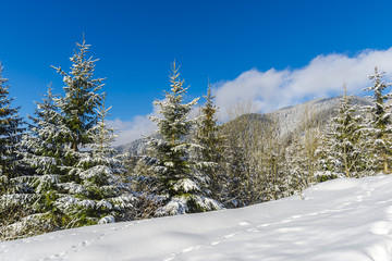 Obraz na płótnie Canvas Winter snow trees in the mountains