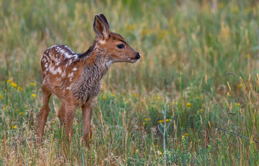 An Adorable Newborn Mule Deer Fawn in a Prairie Meadow Exploring Its new World