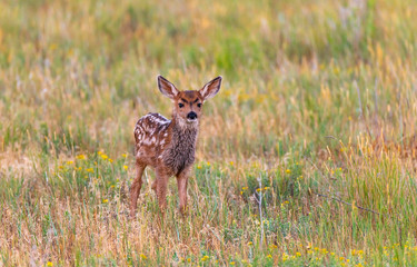 An Adorable Newborn Mule Deer Fawn in a Prairie Meadow Exploring Its new World