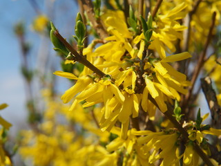 Blossoming Forsythia, yellow spring flowers